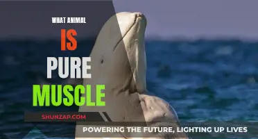 The Ultimate Muscle-Bound Animal: Nature's Pure Powerhouses