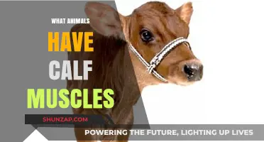 Exploring Calf Muscles: A Journey Through Animal Anatomy