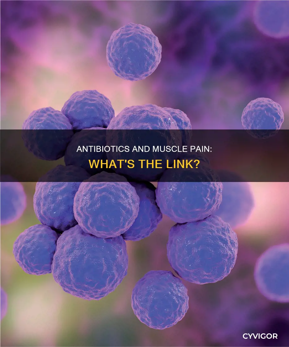 what antibiotics cause muscle pain