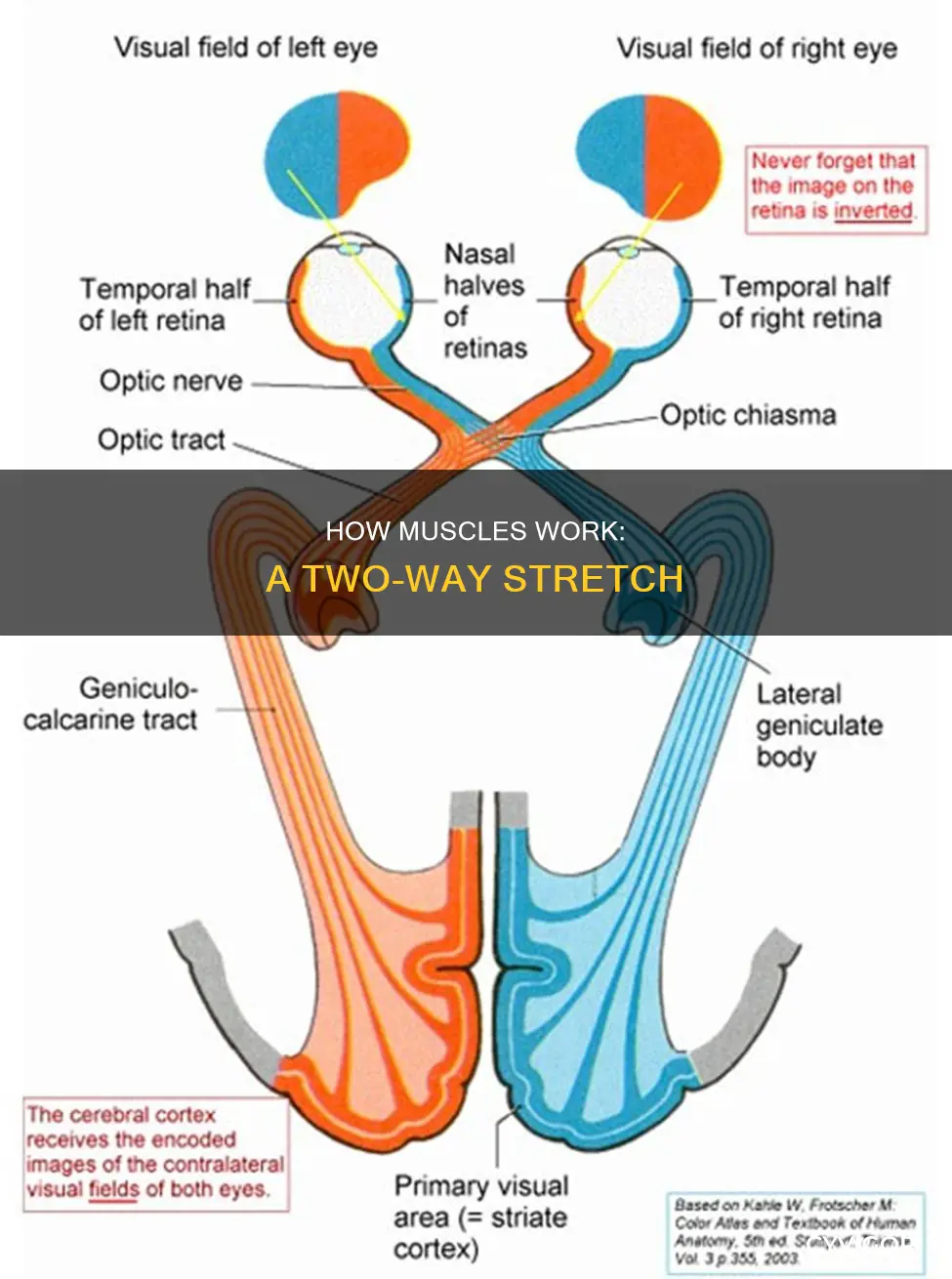 what are 2 muscles does