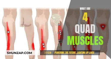 Exploring the Four Quadriceps Muscles in Your Body