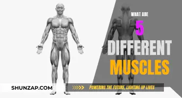 Muscle Anatomy: Understanding 5 Key Muscles and Their Functions