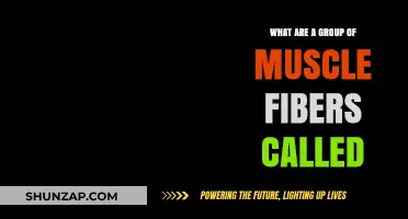 Understanding Muscle Fiber Bundles: What Are a Group of Muscle Fibers Called?