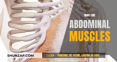 Abdominal Muscles: Their Function and Anatomy Explained