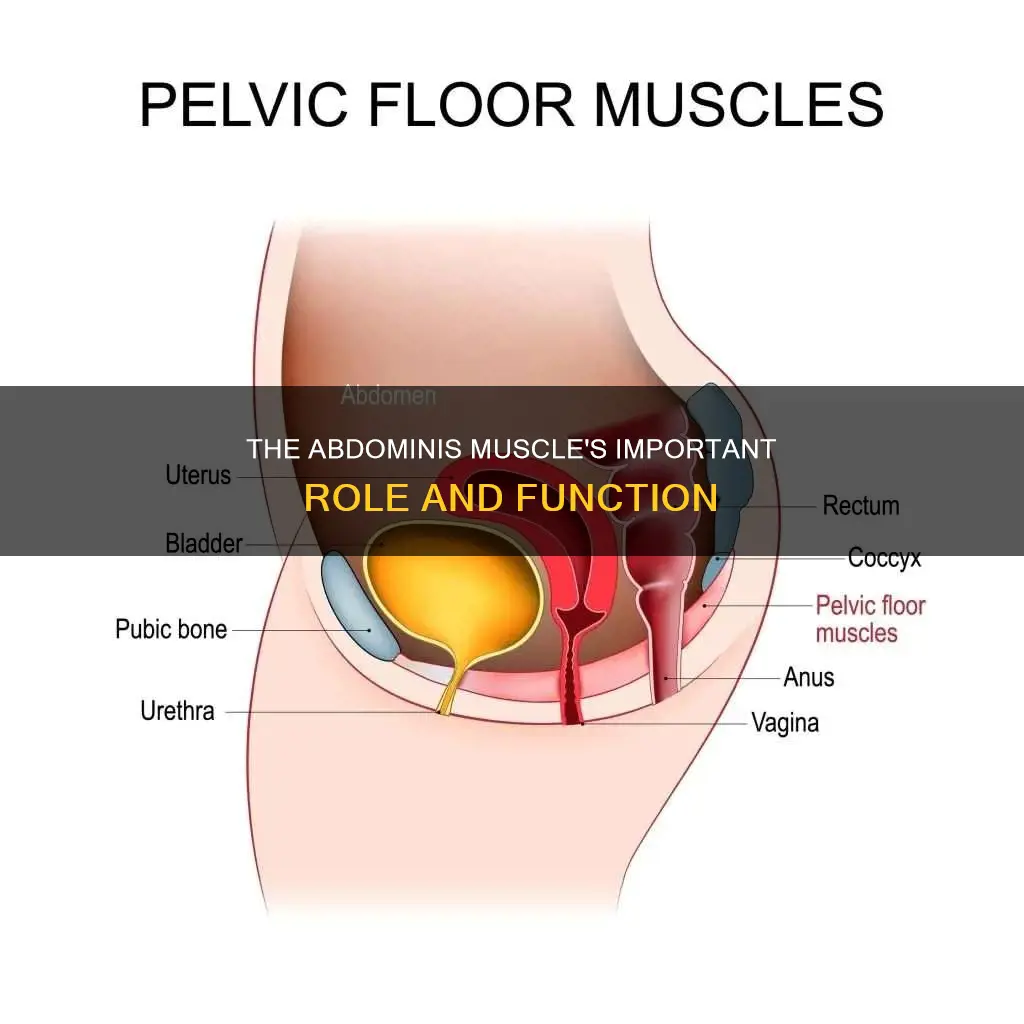 what are abdominis muscles job