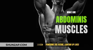 The Anatomy of Abdominis Muscles: Your Core's Superpower
