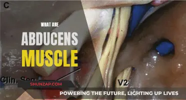 The Abducens Muscle: A Key Eye Movement Facilitator