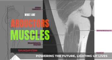 Abductors Muscles: What Are They and Where Are They Located?
