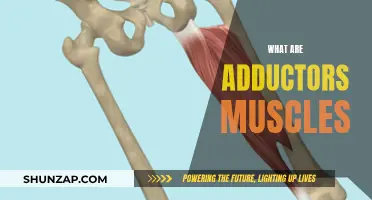 Adductor Muscles: What Are They and Why Do They Matter?