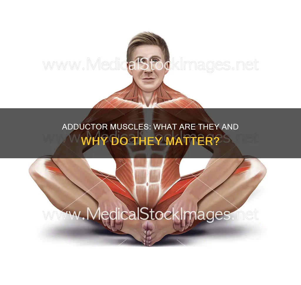 what are adductors muscles