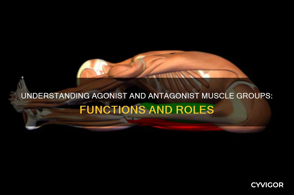 what are agonist and antagonist muscle groups