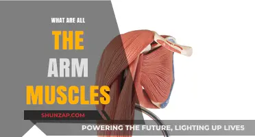 Understanding the Anatomy: A Comprehensive Guide to All Arm Muscles