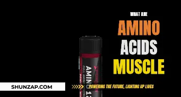Amino Acids: Building Blocks of Muscles Explained