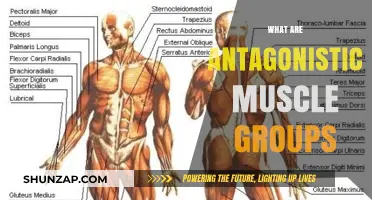 Understanding Antagonistic Muscle Groups: Functions, Examples, and Importance