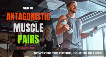 Muscle Movement: Antagonistic Pairs and Their Functions