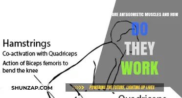 Understanding Antagonistic Muscles: Their Function and Role in Movement
