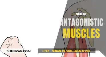 Understanding Antagonistic Muscles and Their Unique Functionality