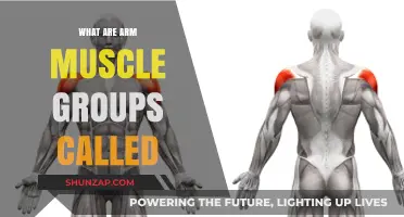 Understanding the Arm Muscle Groups: Names and Functions Explained