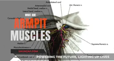 Armpit Muscles: What Are They and What Do They Do?