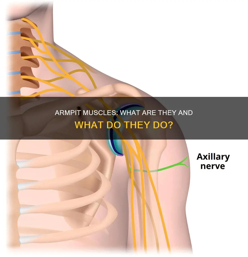 what are armpit muscles