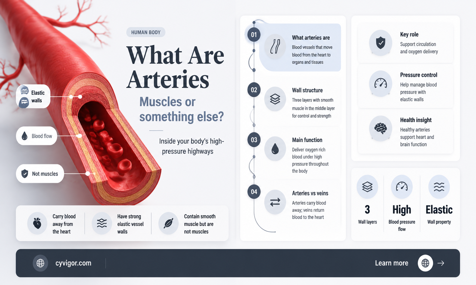 are the arteries a muscle