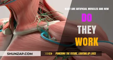 Artificial Muscles: Understanding Their Functionality and Revolutionary Applications