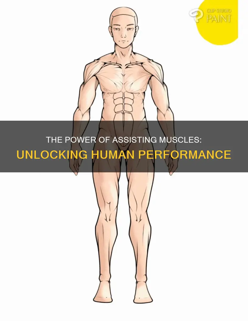 what are assisting muscles
