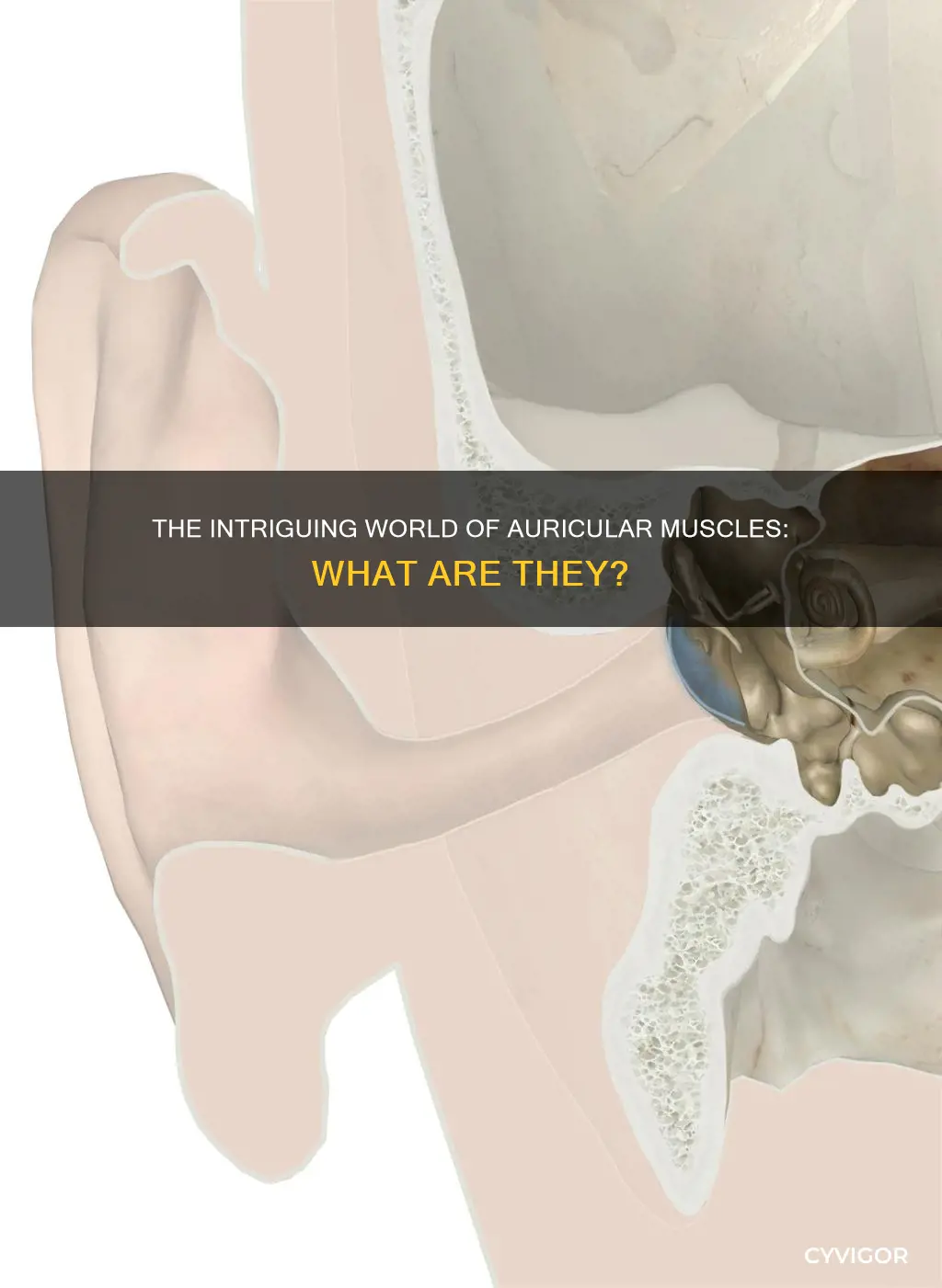 what are auricular muscles