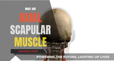 The Importance of Axial Scapular Muscles in Shoulder Health