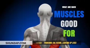 Unleashing the Power of Your Back Muscles: A Comprehensive Guide