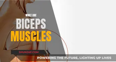 Understanding the Anatomy of Biceps Muscles