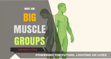 Understanding Major Muscle Groups for Effective Strength Training and Fitness