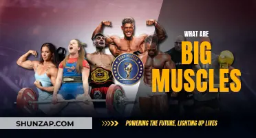 Building Big Muscles: Understanding the Science of Hypertrophy