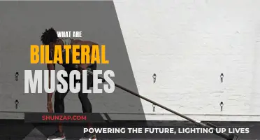 Understanding Bilateral Muscles: Definition and Functionality