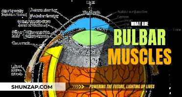 Bulbar Muscles: Understanding Their Function and Anatomy