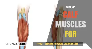 Unleashing the Power of Calf Muscles: A Comprehensive Guide