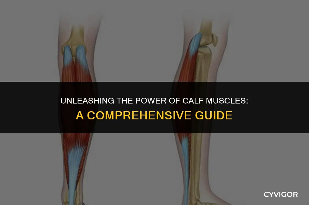 what are calf muscles for
