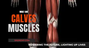 Understanding Calf Muscles: Their Function and Anatomy