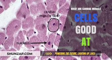 The Remarkable Capabilities of Cardiac Muscle Cells: A Deep Dive