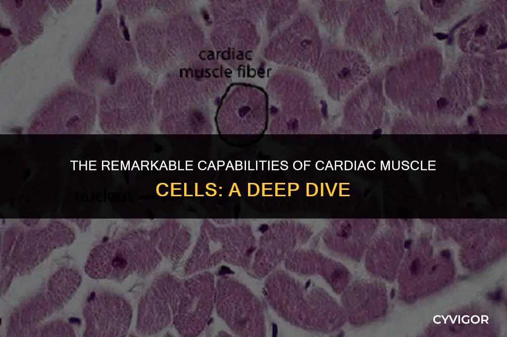 what are cardiac muscle cells good at