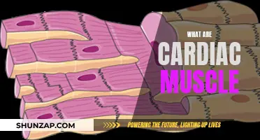 Understanding Cardiac Muscles: Unique and Vital