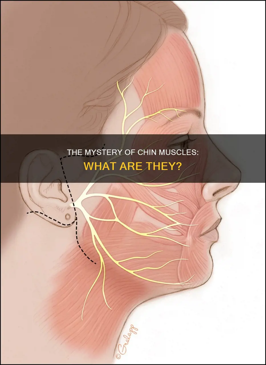 what are chin muscle