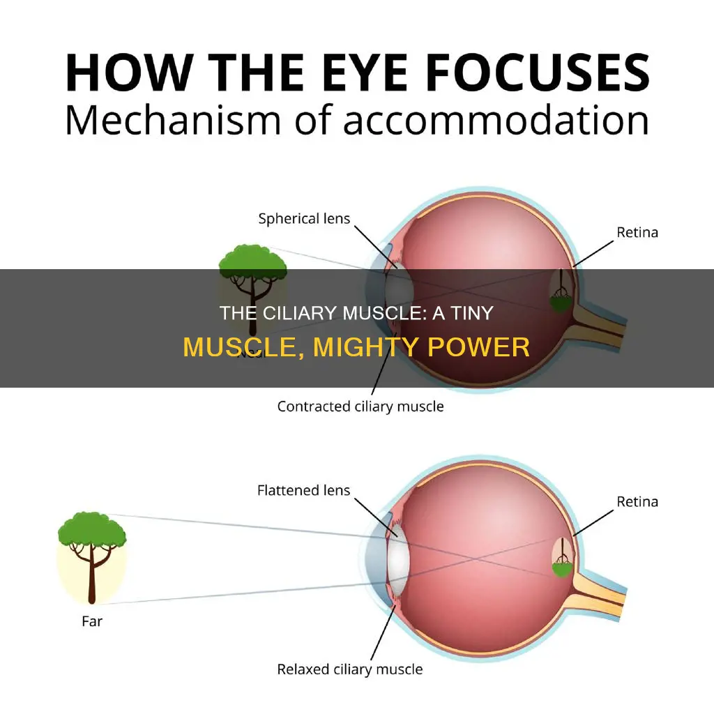 what are ciliary muscles