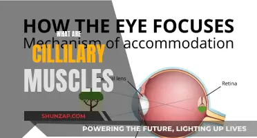 Understanding the Intricacies of Ciliary Muscles Function