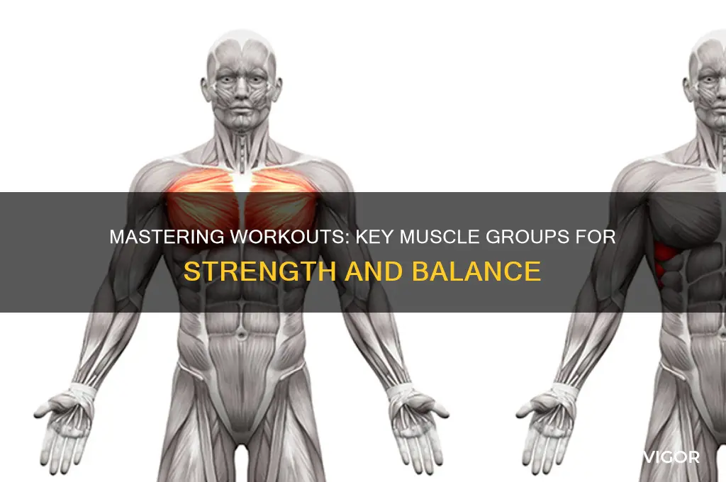 what are considered the main muscle groups to a workout