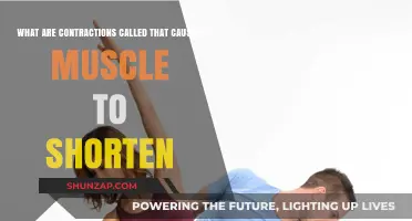 Understanding Muscle Contractions: What Causes Muscles to Shorten?