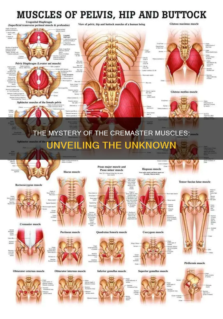 what are cremaster muscles
