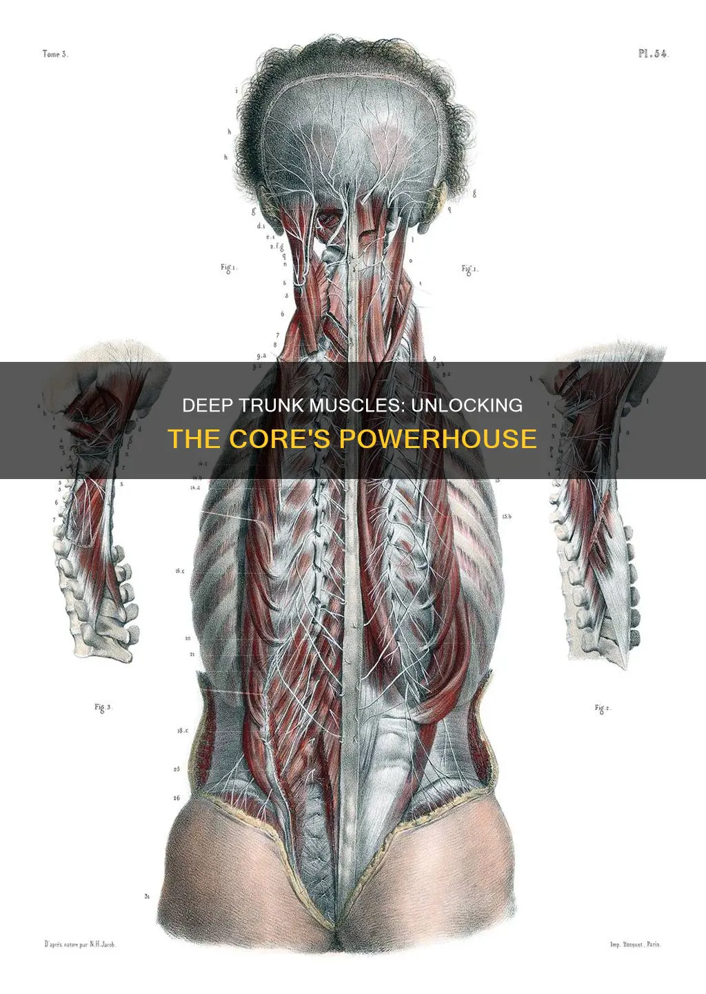 what are deep trunk muscles