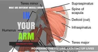 Exploring the Diverse Muscle Origins in Your Arm: A Comprehensive Guide