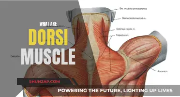 Understanding the Dorsi Muscle: A Vital Part of Human Anatomy